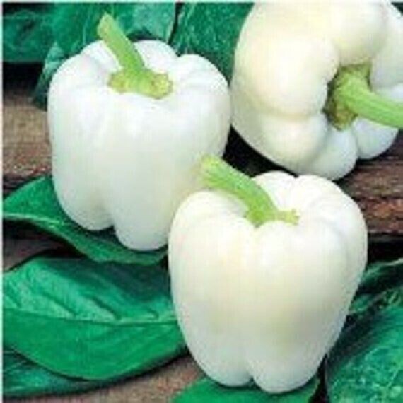 30+ WHITE BELL PEPPER SEEDS – HEIRLOOM – ORGANIC – NON GMO – FRESH ——- RARE