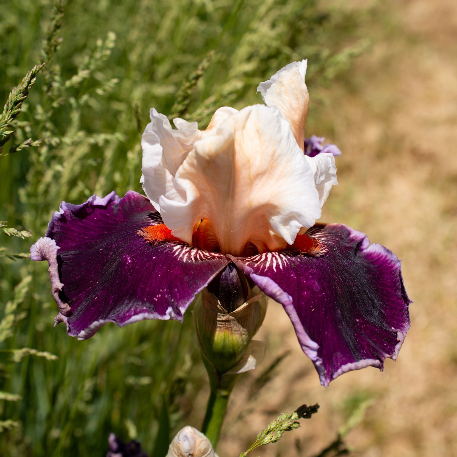 **RUBIO* Tall Bearded Iris. Pre-Order, Fresh Dig, Combined Ship: Jul – Sep