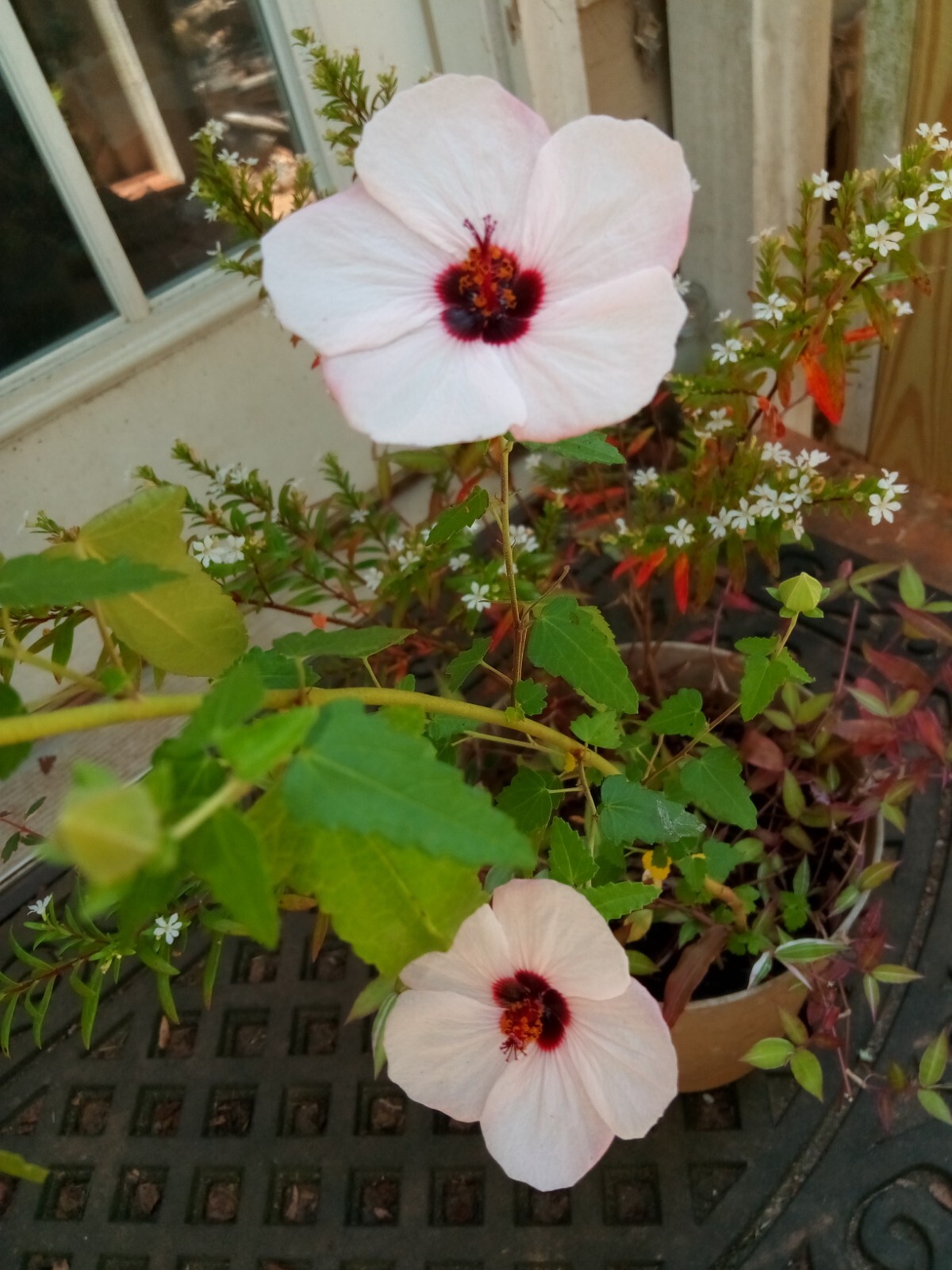 25 Light pink Swamp Rose Mallow Hibiscus Seeds.Medium size Flowers.Maroon Center