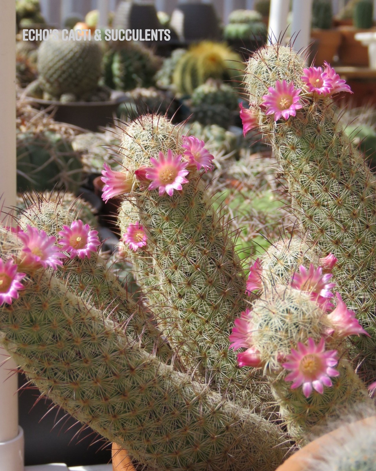 Seed- Mammillaria elongata x microhelia ‘Pink Nymph’ 25+ seeds (2024)
