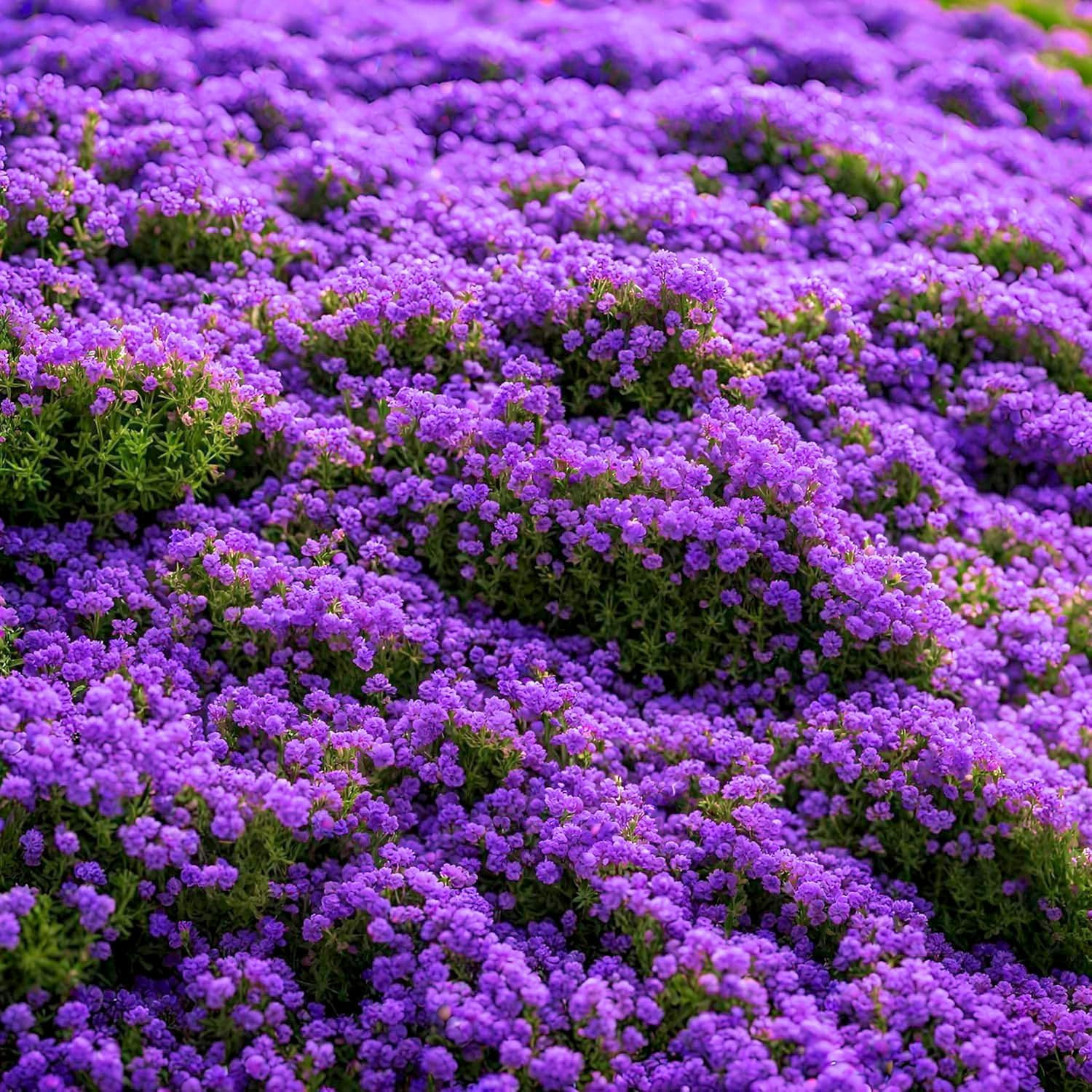 20000Pcs Purple Creeping Thyme Seed for Planting Flowers Seeds Perennial Ground