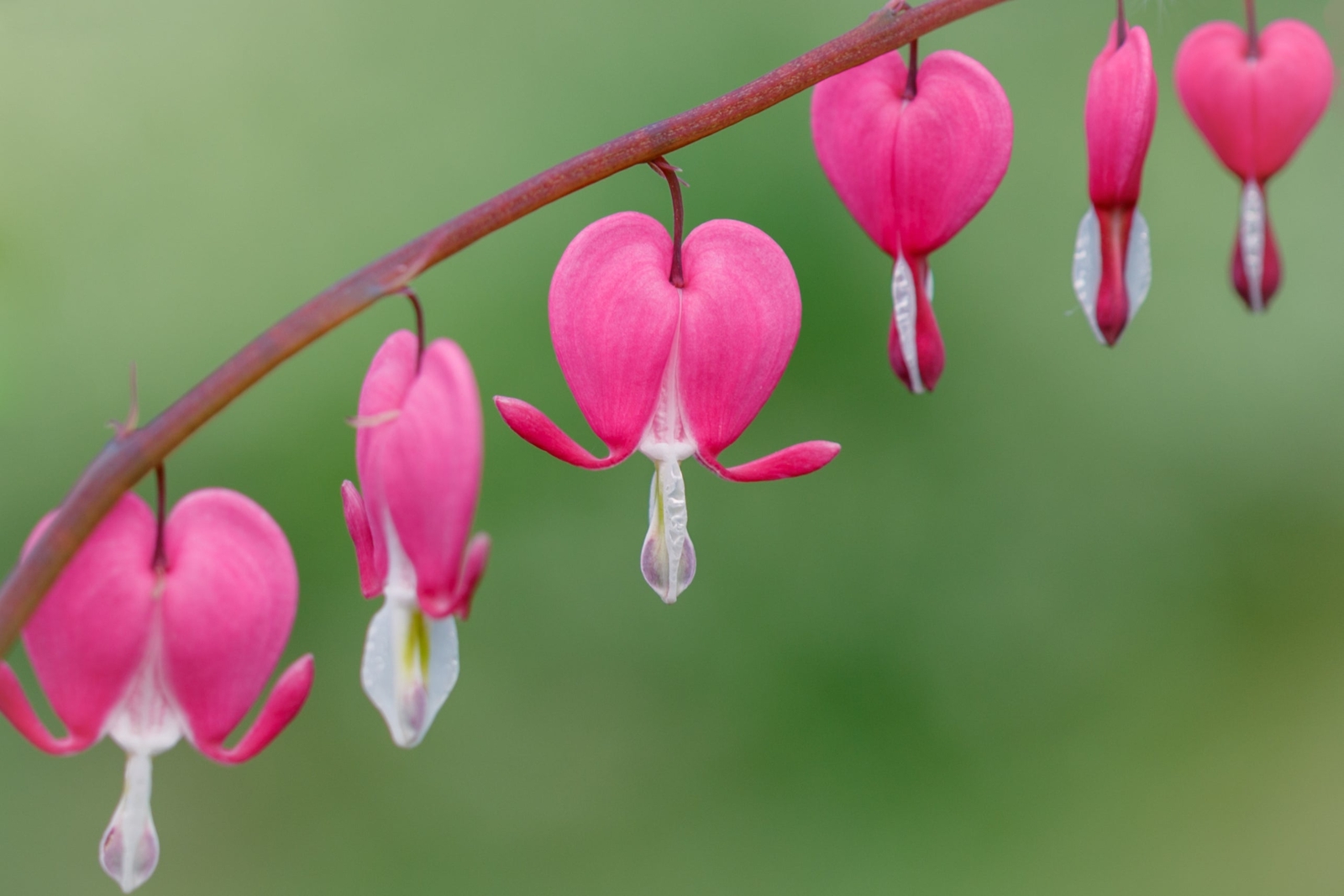 10 BLEEDING HEART – PINK Old Fashioned Dicentra Formosa Shade Flower Seeds