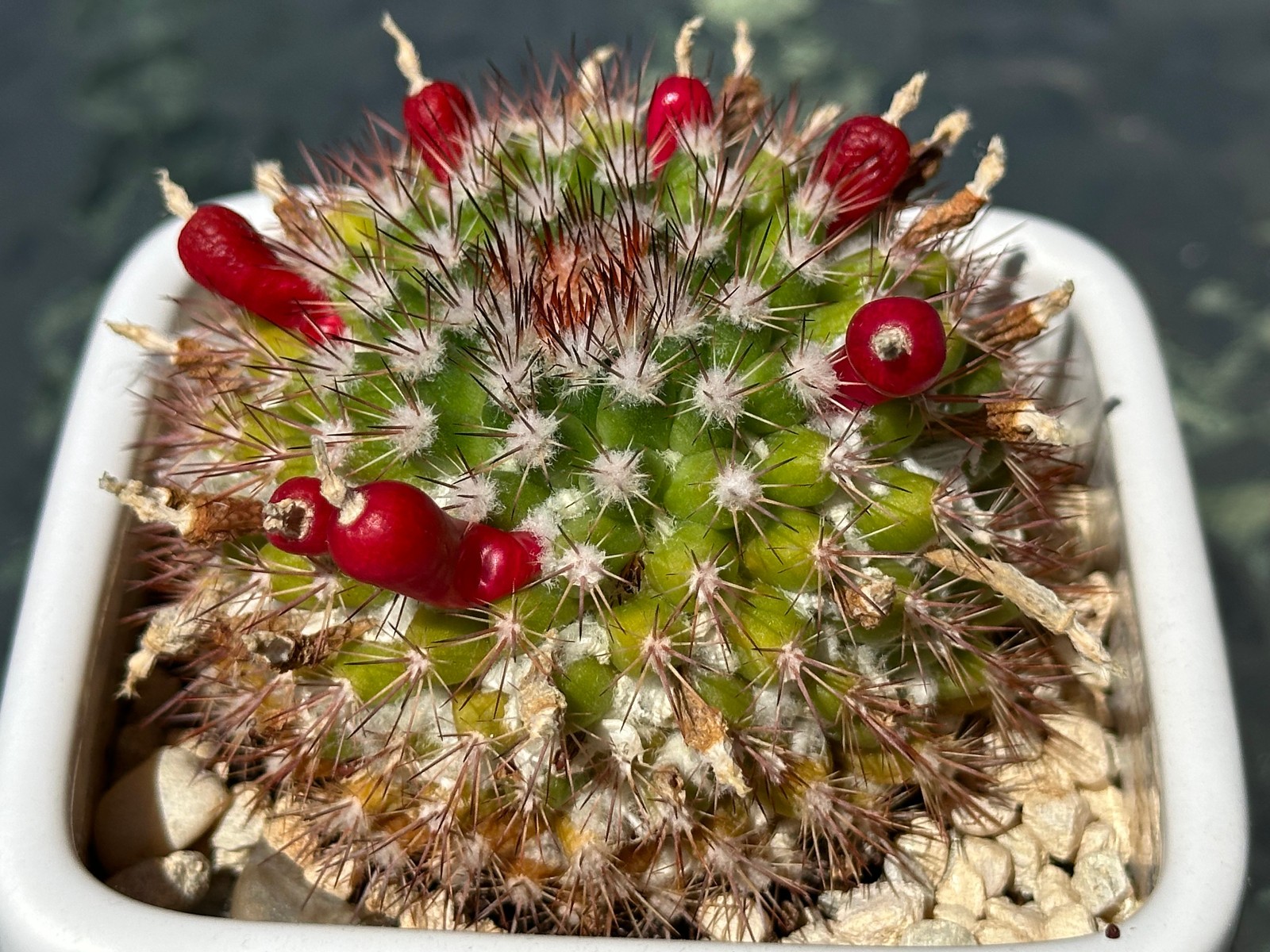 Mammillaria Mammillaris Live Cactus in 4″ pot FREE SHIPPING