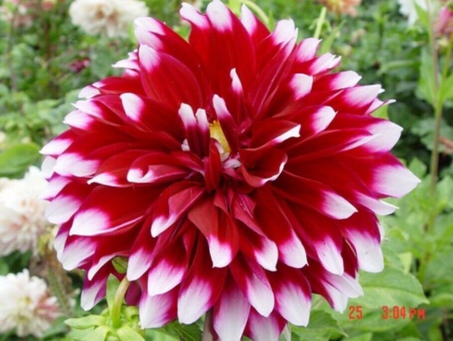 US-Seller Rare Beautiful Perennial Dahlia Flowers Seeds 20PCS
