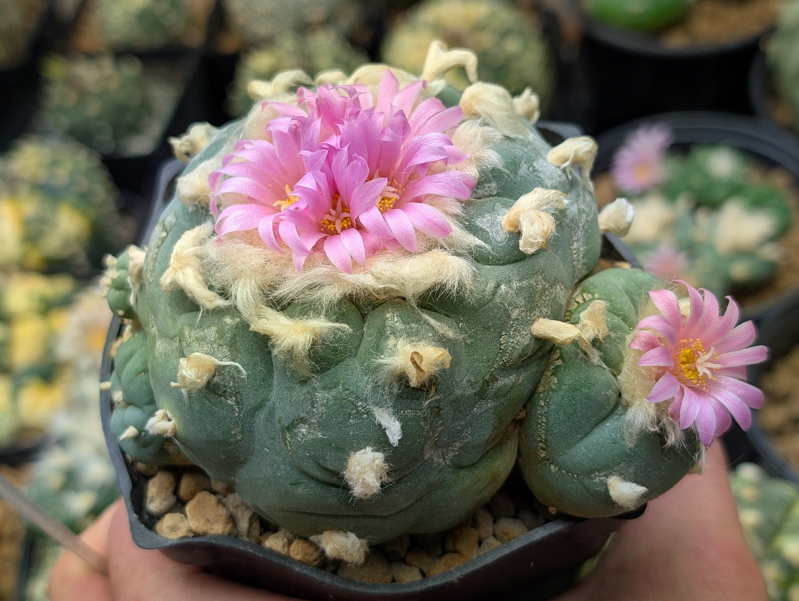 Astrophora Cactus 25 seeds (F)