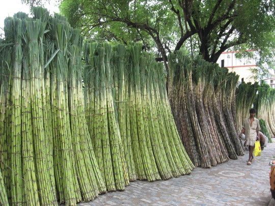 BULK 3000 SEEDS * SUGAR CANE SEEDS * RUM * SYRUP * ROCK CANDY * 6-18 FEET TALL
