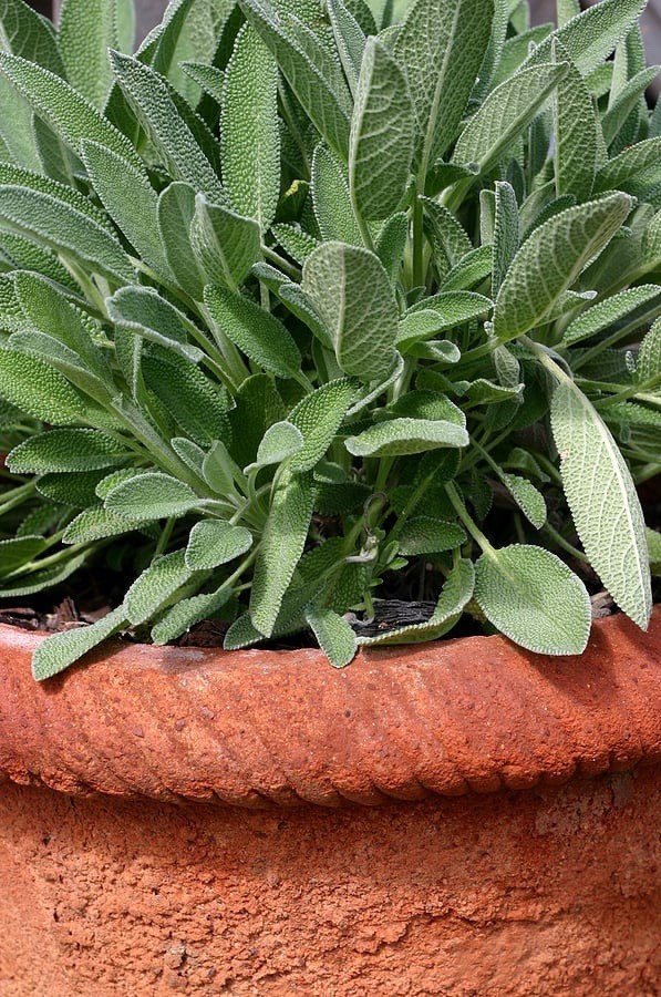 Stangar Broadleaf Sage Seeds