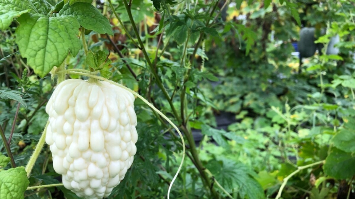 White Apple Bitter Melon Seeds (Momordica charantia) | Heart-Shaped White Karela