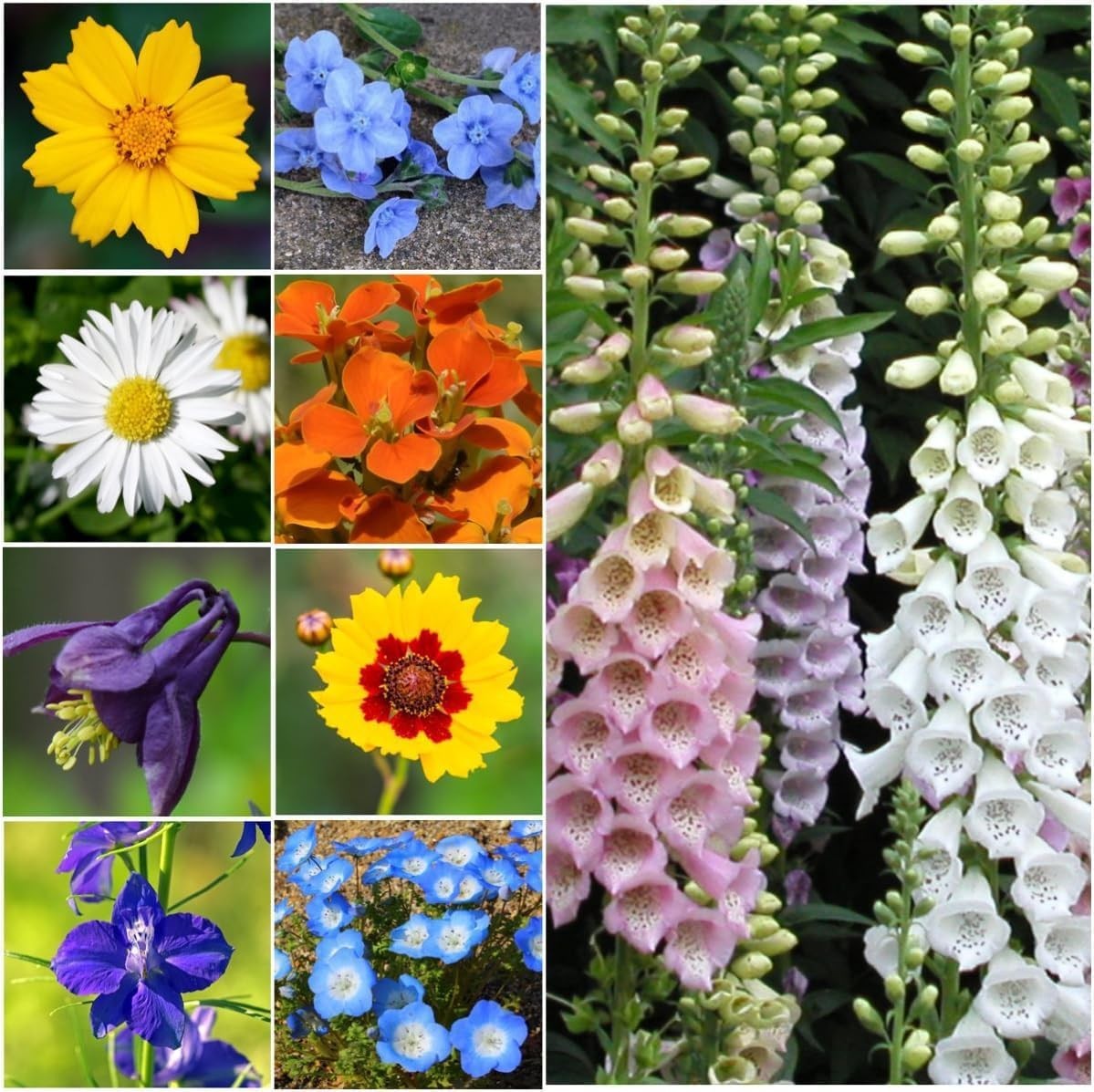 1 oz Wildflower Seed Mix for Partial Shade – Attracts Butterflies & Pollinators