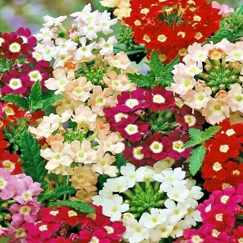 Florist Favorite Mix Verbena Seeds – Vibrant Hardy Non-GMO Flowers