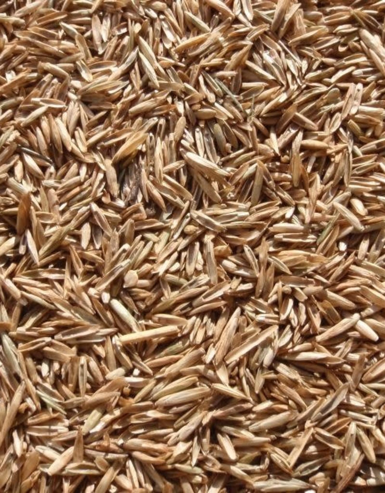 Annual Ryegrass Seeds for Planting – Premium Quality Rye Grass