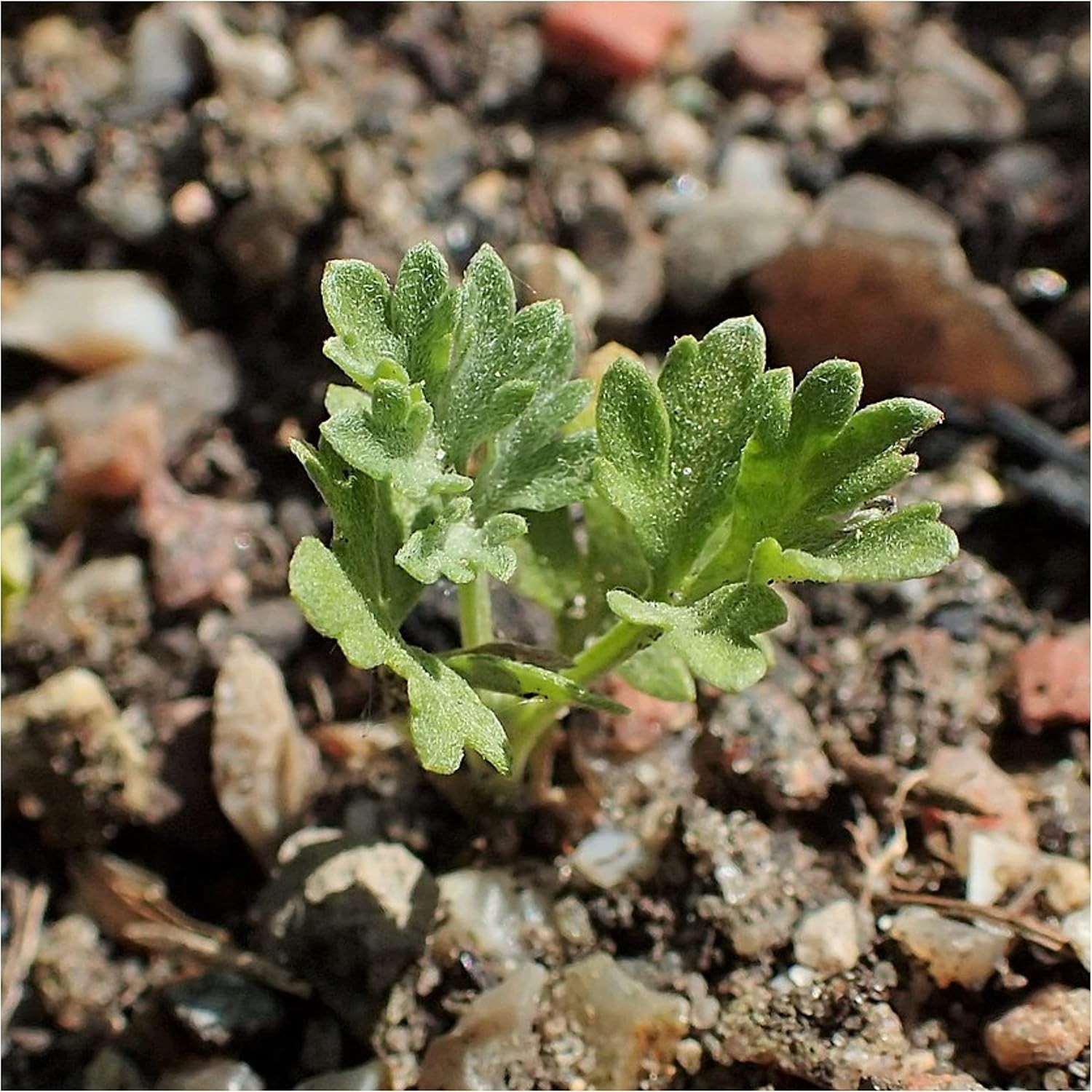 Wormwood Seeds for Planting – Non-GMO Perennial Herb for Digestion – 1000 Seeds