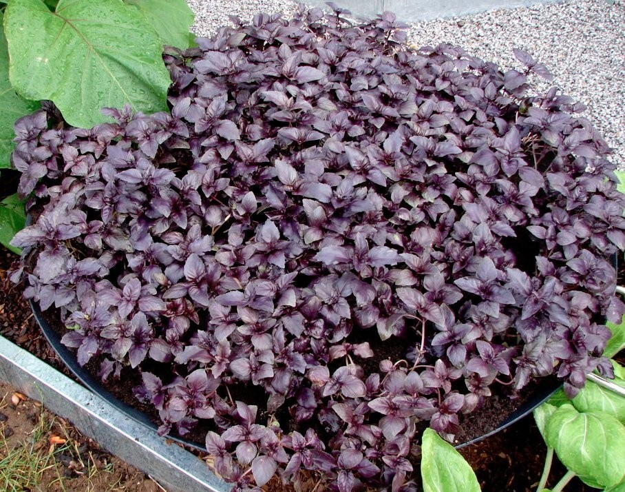 500 + DARK OPAL BASIL SEEDS — Herb — Heirloom – Organic – NON GMO — FRESH