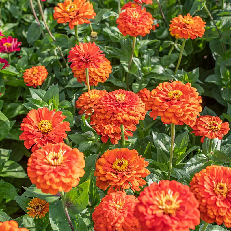 250+ ORANGE KING ZINNIA SEEDS NON – GMO FRESH FOR YOUR FLOWER GARDENS