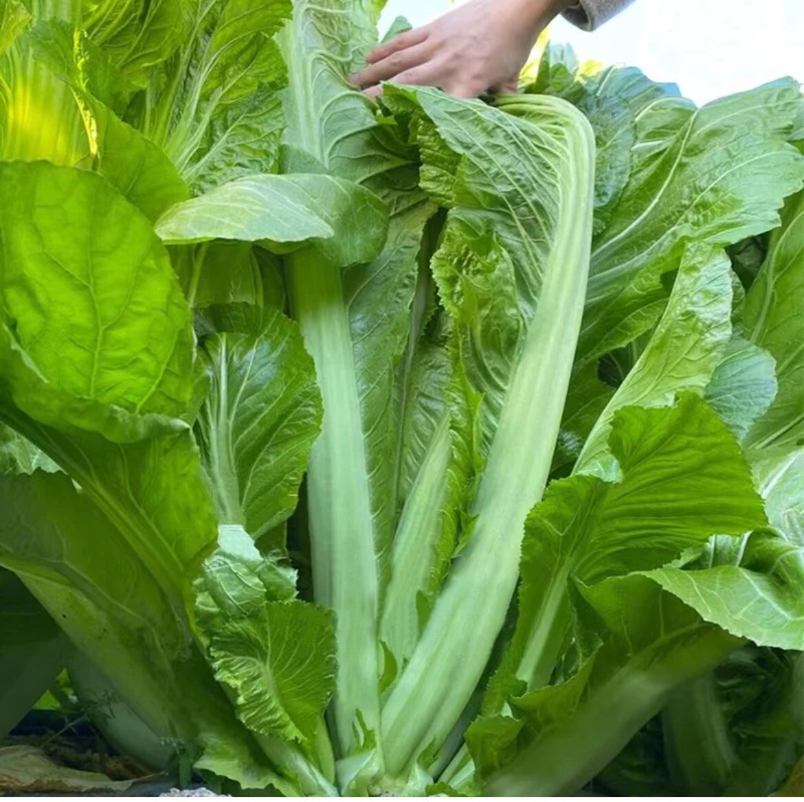5000+ Super Large Leaf Bamboo GAI CHOI Mustard Green seeds Cai Be xanh Sieu Lon