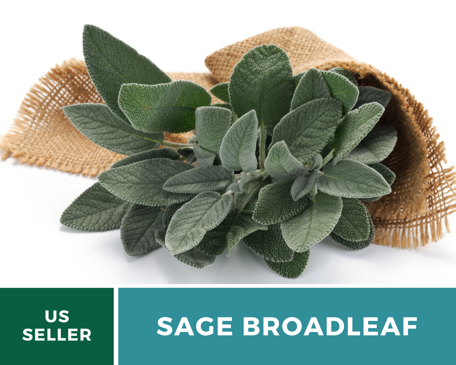 Sage – Broadleaf (Salvia Officinalis) – 100 seeds