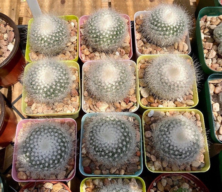 Seed- Parodia rudibuenkerii albissimo 25, 50 or100 seeds (2024 seeds)
