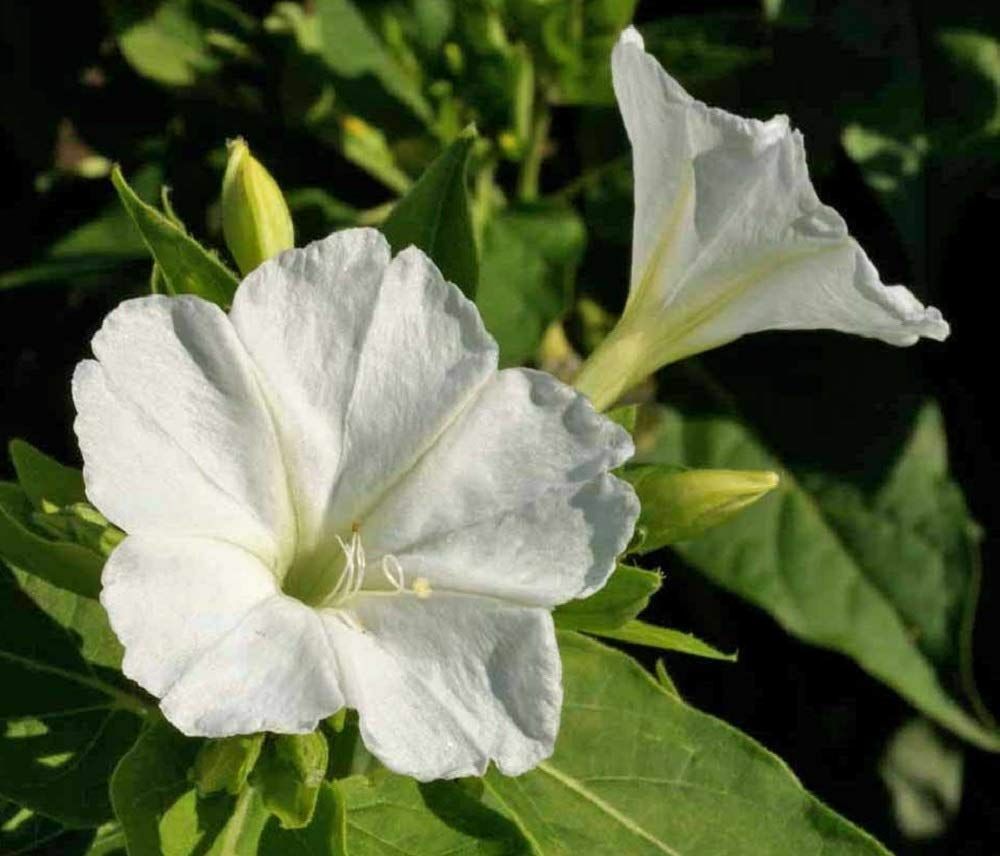 40+FOUR O CLOCK MIX Seed Wildflower Pollinators Fragrant Night Blooms Perennial