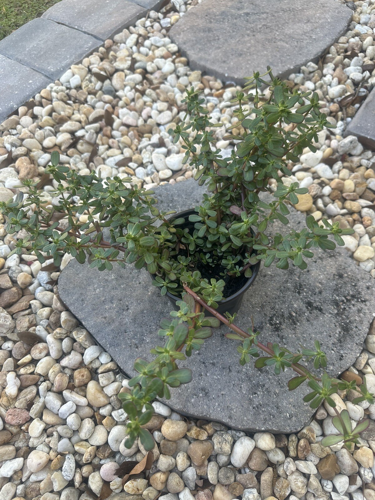 1 Pot Live Roots Plant , Portulaca Sativa Most Omega 3 Of Any Leafy (Rau Sam )