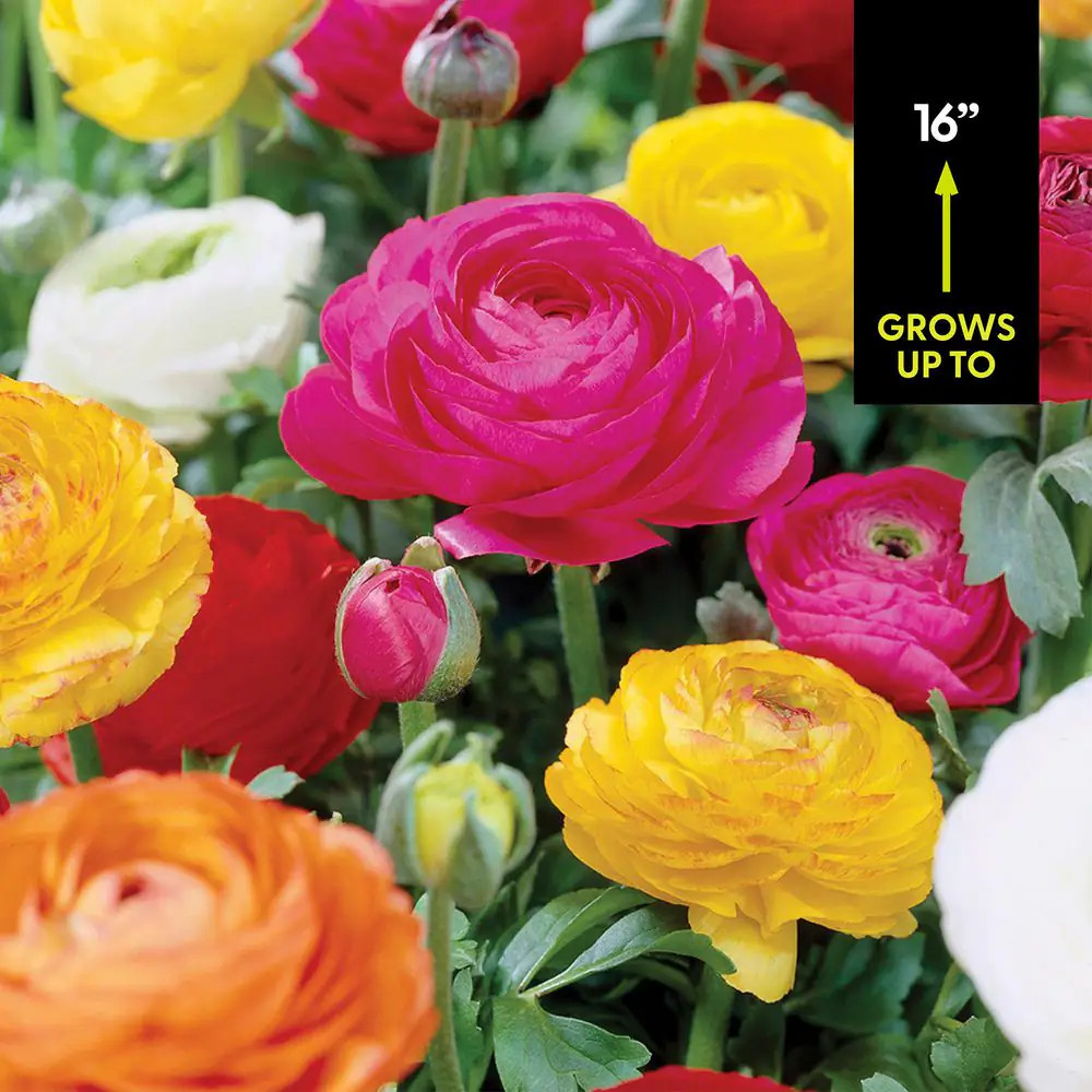 Butter Cups Ranunculus Double Blooming Mixed Bulbs (Set of 25)
