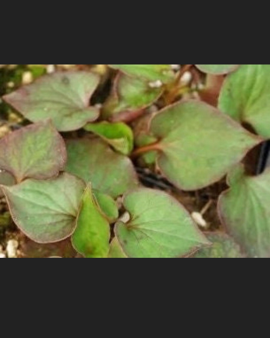 Houttuynia Cordata SEEDS (chameleon or lizzard tail)