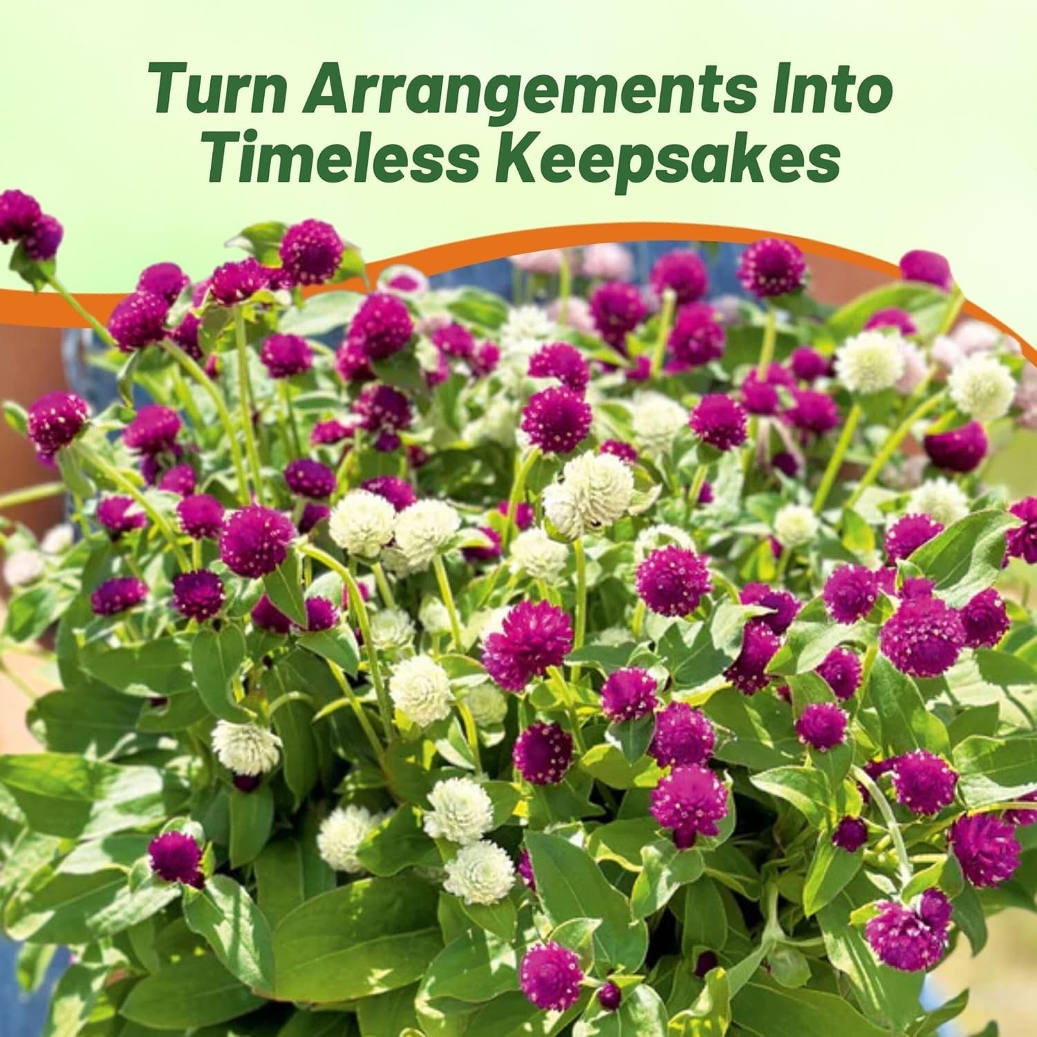 Mixed Gomphrena Seeds – 1000 Pcs Annual, Heat & Drought Tolerant, Pollinator …