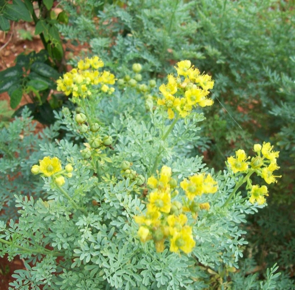 Rue 150 Seeds Ruta Graveolens Heirloom Non GMO Open Pollinated