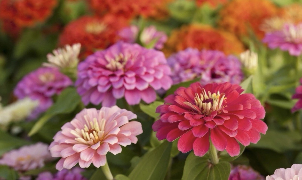 10 seeds) Zinnia Seeds Mix, Zinnia Elegans, NON-GMO, Colorful, FREE SHIPPING
