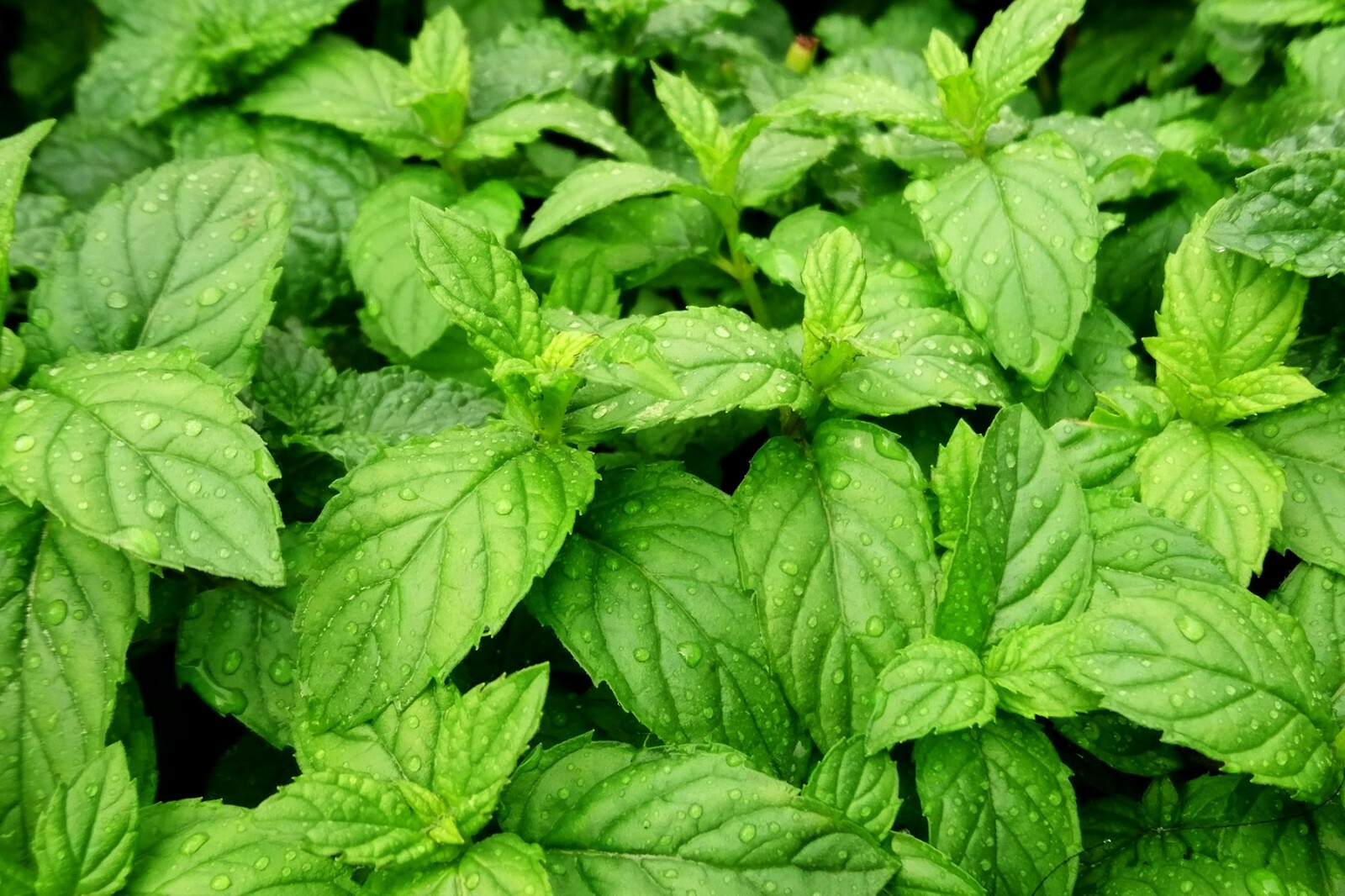ESSENTIAL KITCHEN SURVIVAL! 5 CULINARY herb varieties great taste NON-GMO SEEDS