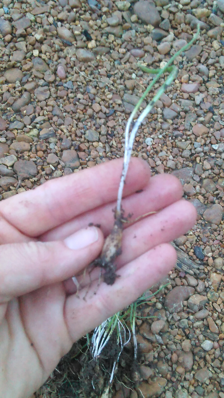 5 Star of Bethlehem (Ornithogalium umbellatum) Bulbs- Fresh & Ready To Plant