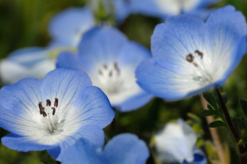 baby blue eyes, SHADE FLOWER 565 seeds! GroCo US USA – BUY ANY 10 – SHIPS FREE