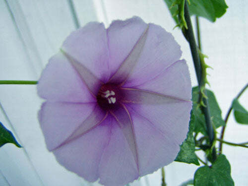 Ipomoea leptophylla | Lavender Moonvine | Bush Moonflower | 5 Seeds