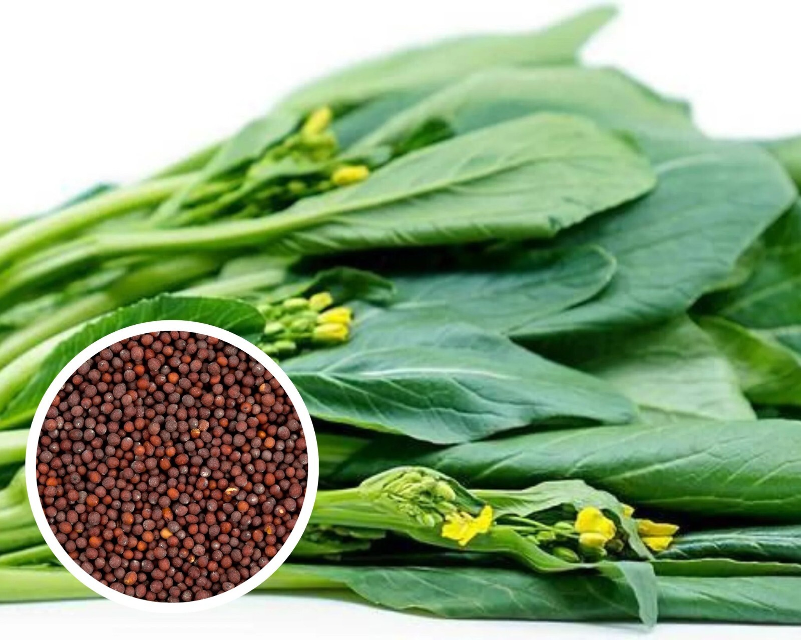Yu Choy Sum Seeds, Early Flowering Brassica Greens, Heirloom, FREE SHIPPING