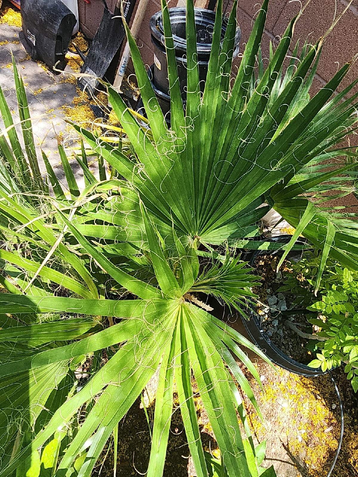 (1) 4 YEAR OLD – WASHINGTON ROBUSTA, MEXICAN FAN PALM TREE SEEDLING / SAPLINGS