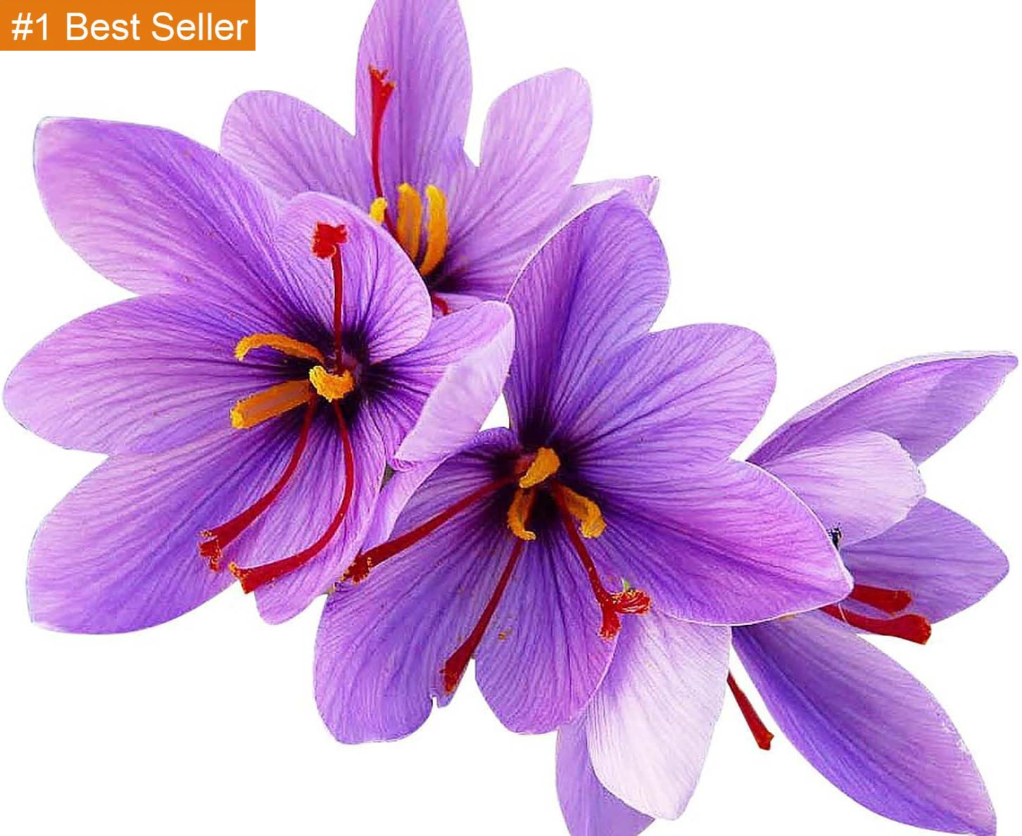 Saffron Crocus Corms for Planting – 10 Large Corms – Purple Blooms – Perennial B