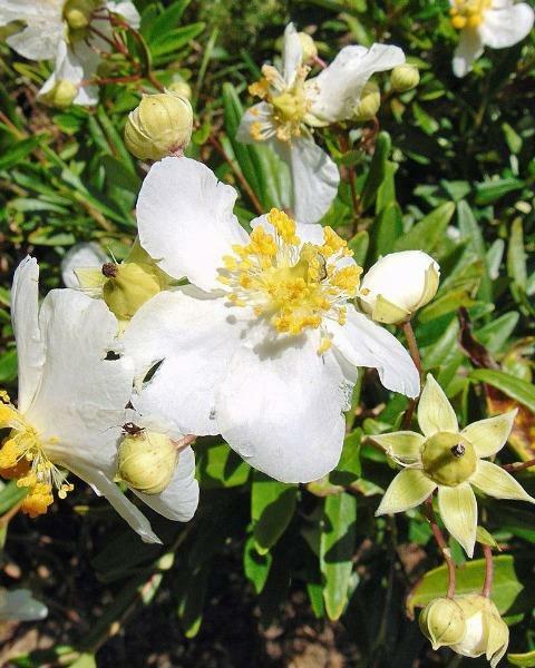 Carpenteria californica | Bush or California Anemone | 20 Seeds