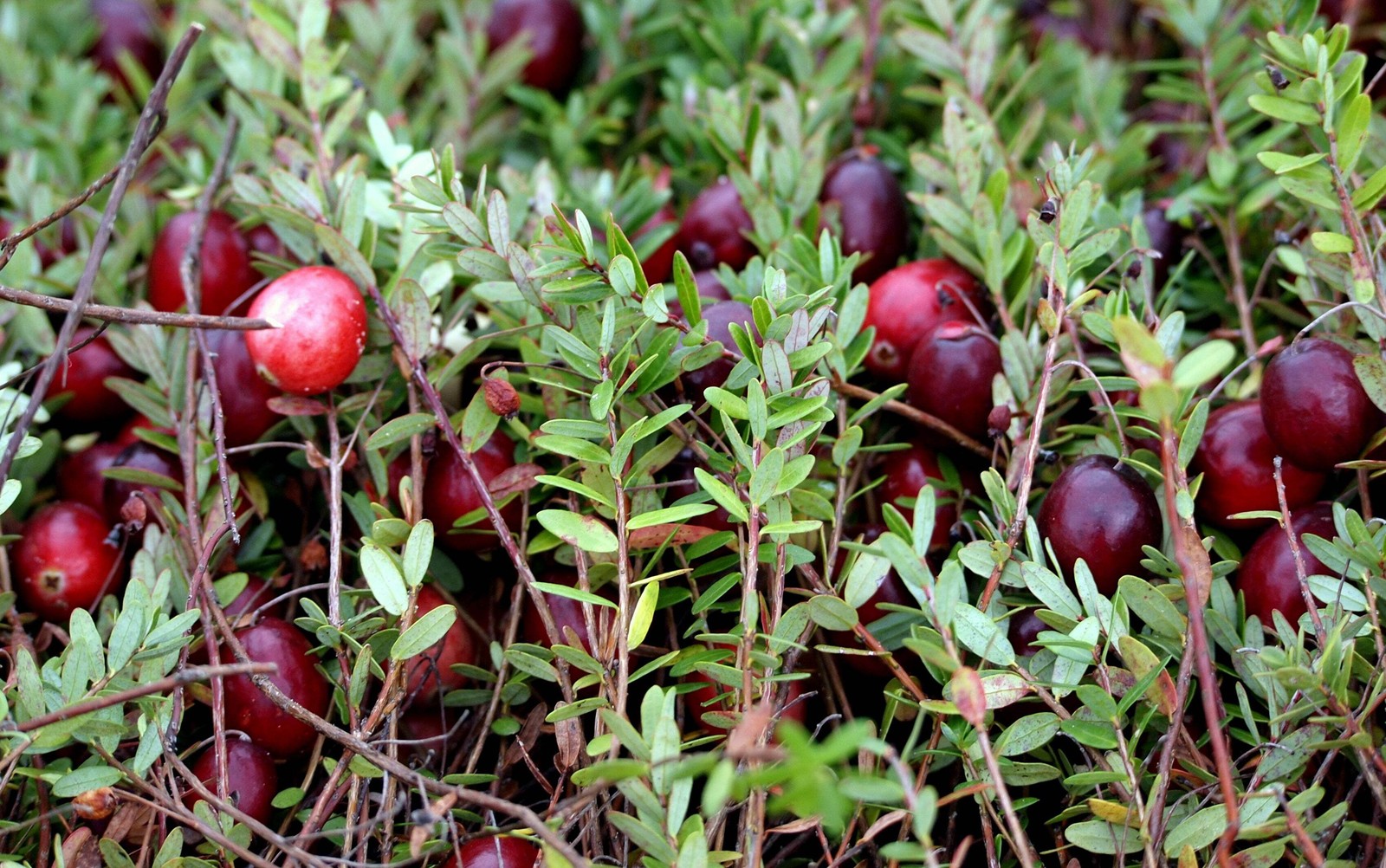 100 Perennial CRANBERRY American Vaccinium Macrocarpon Red Fruit Bush Seeds