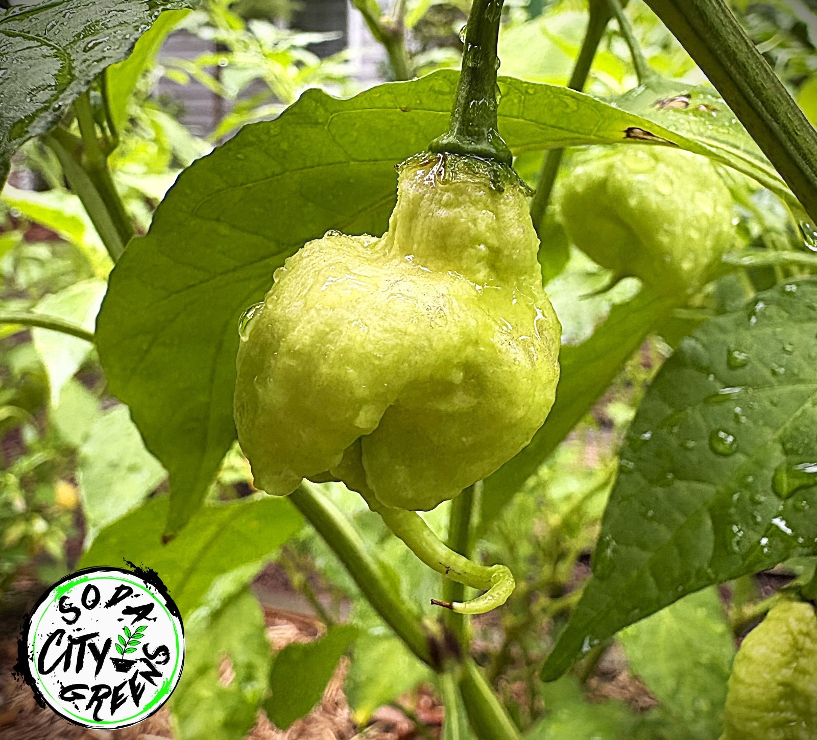 Primotalii Hot Pepper Seeds 10+