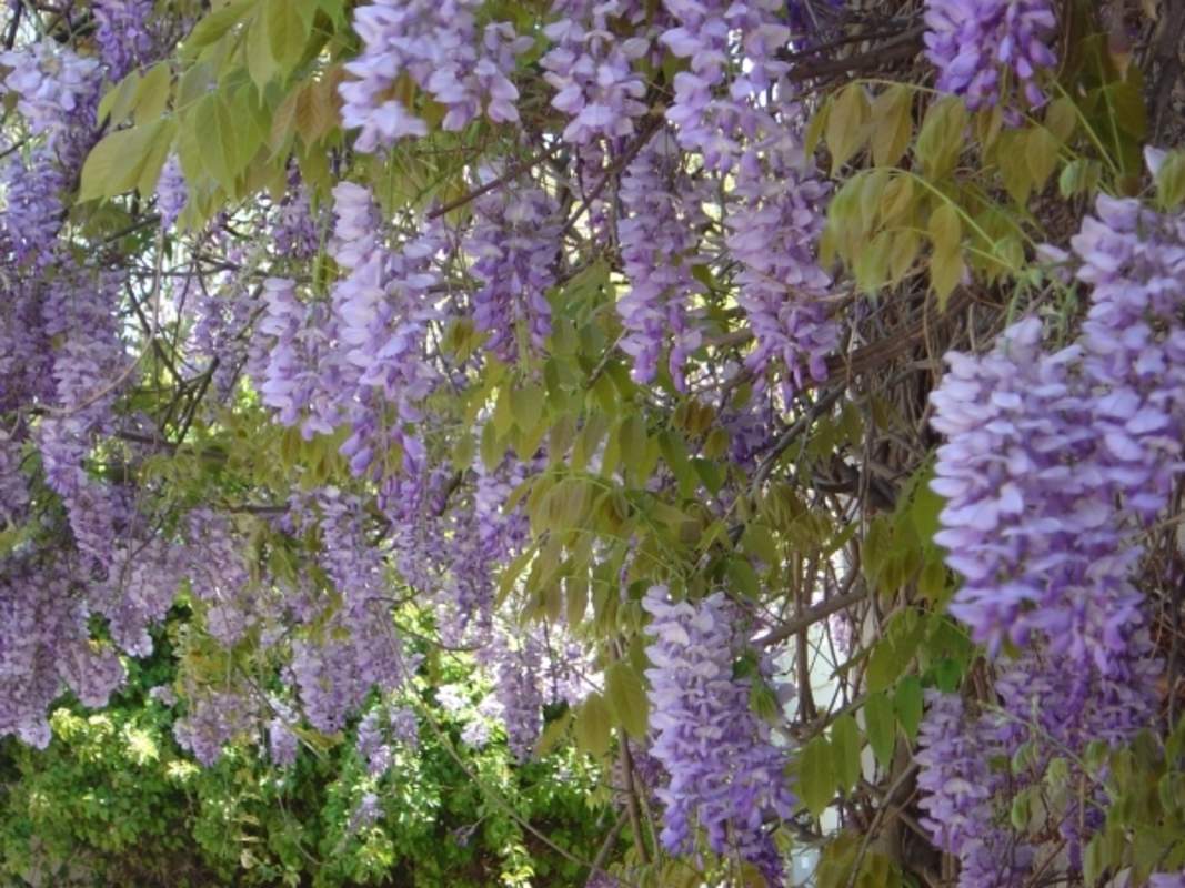 1-1000 PCS Chinese Wisteria Sinensis Tree Seeds Purple Shrub Vine Flower 0140
