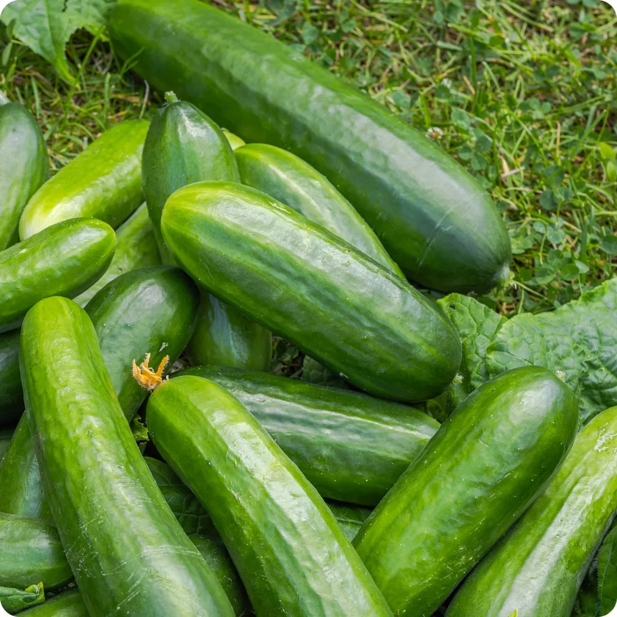 Muncher Cucumber Seeds, NON-GMO, Burpless, Variety Sizes Sold, FREE SHIPPING