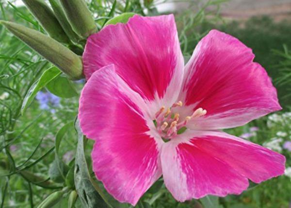 Clarkia amoena | Farewell to Spring | Godetia | 1000 Seeds