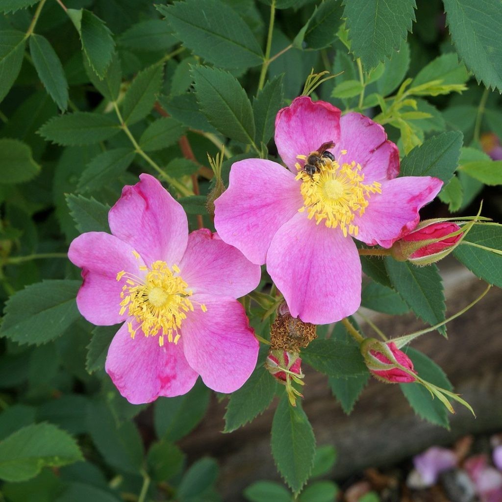 Carolina Rose (Rosa carolina) Seed Pack ~100 Seeds Pennsylvania Ecotype