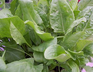 Sorrel French Rumex acetosa 2,000 seeds