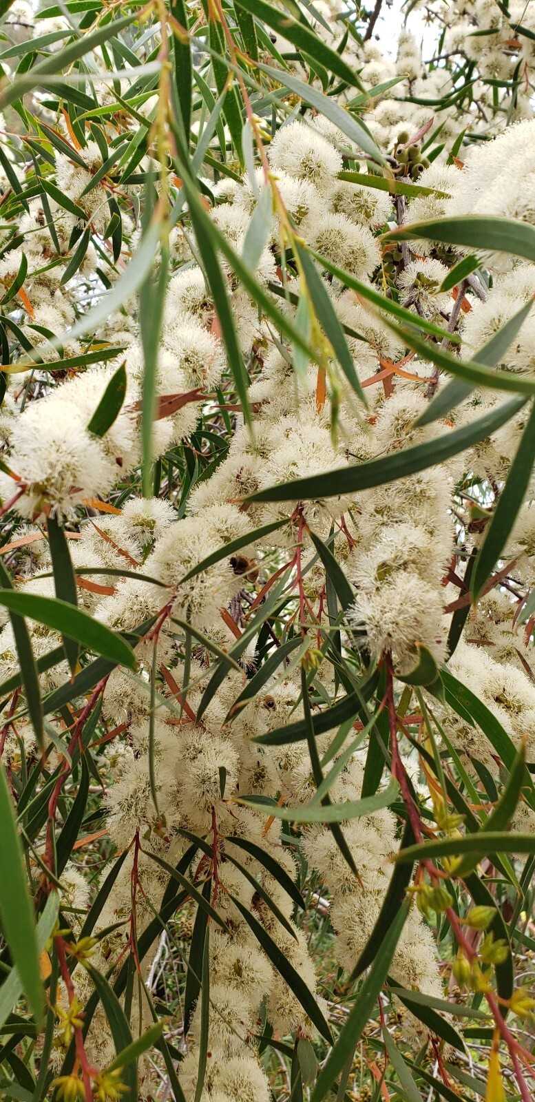 Eucalyptus moorei ssp. nana Seeds – Narrow-Leaved Sally – Fresh Seeds – Bees!!