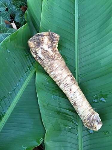 Horseradish Root, Sauget, 7 ounce (Sold by Weight). -Country Creek LLC-