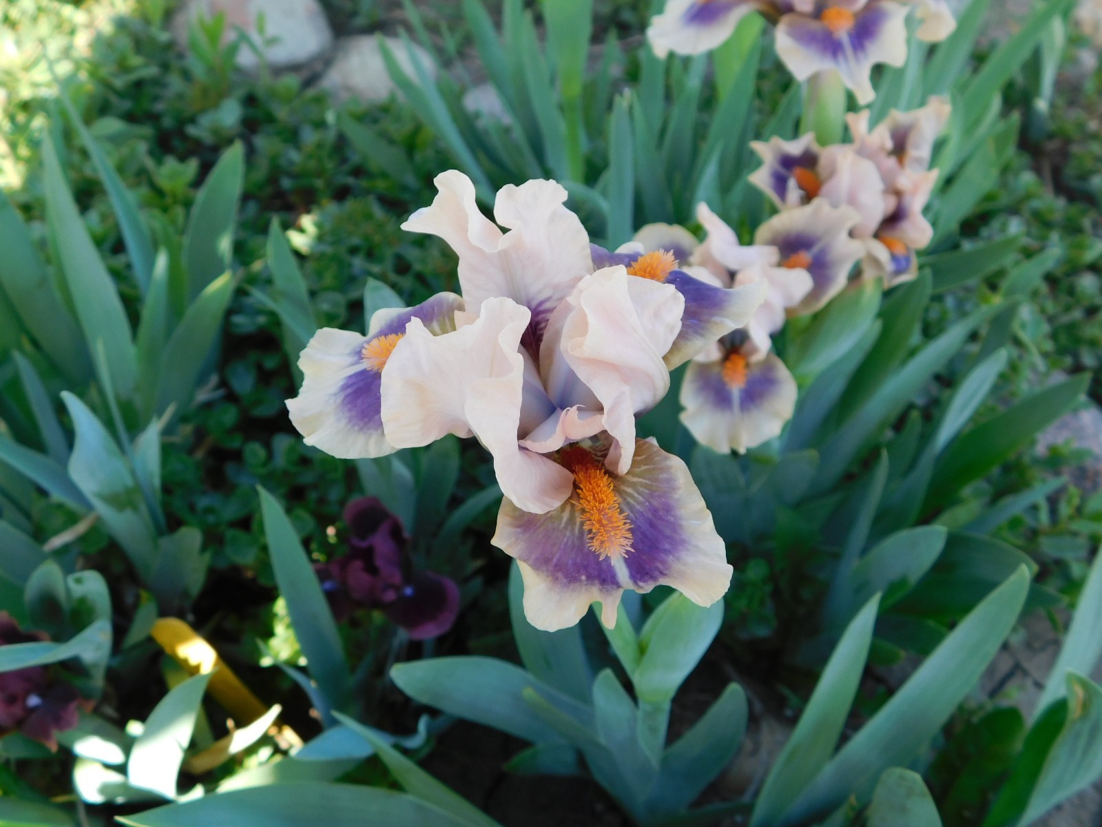 Standard Dwarf Bearded Iris GRAPE MOON LOT OF 2