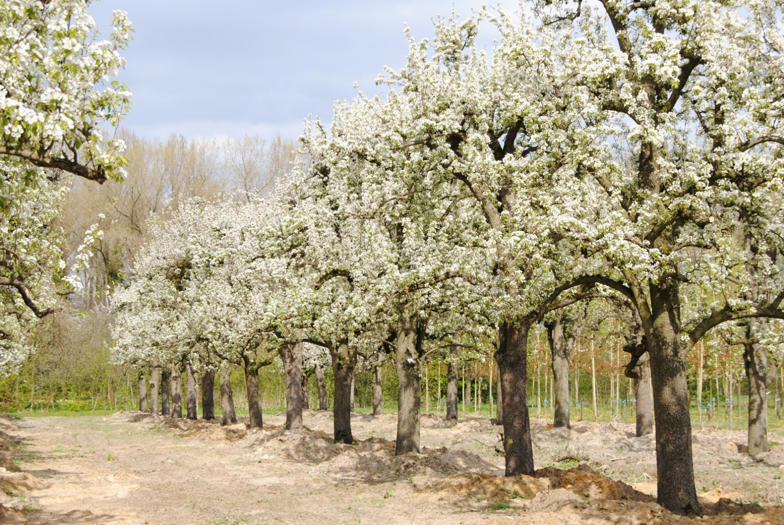 100+ Bartlett Pear Tree Seeds (Pyrus communis) Bonsai Graft Landscape