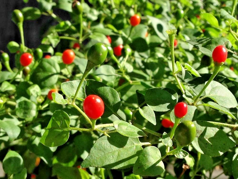 RARE✿ NEW! Tepin Hot Chili Pepper 15+ Seeds