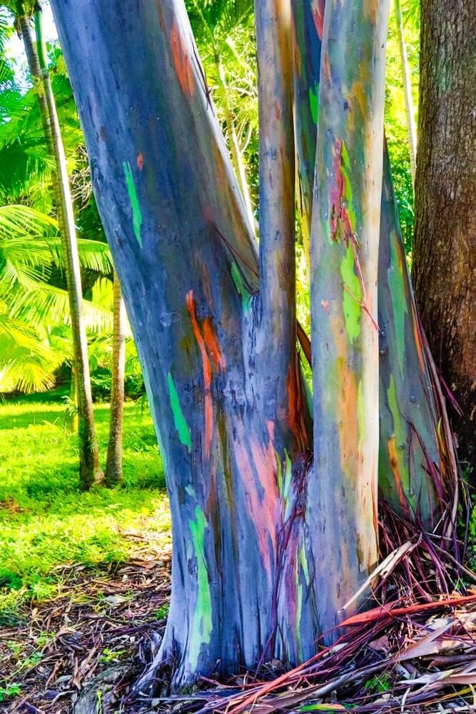 Rainbow Eucalyptus Tree Seeds Stunning Colored Bark – Eucalyptus deglupta