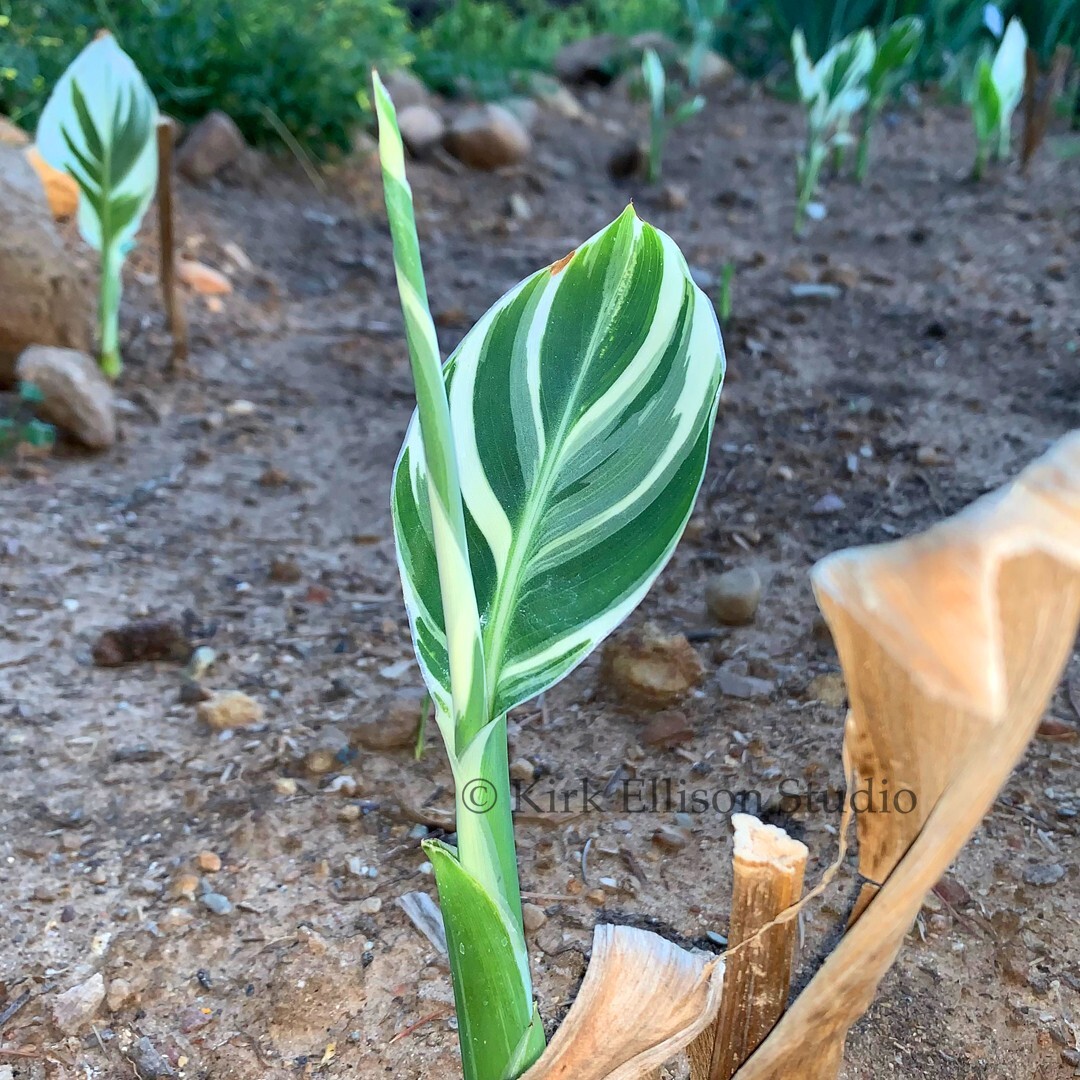 Canna Lily (1) Rhizome “STUTTGART” Variegated Ivory Green Foliage!